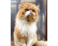 Screenshot 20191031 160626